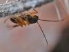 Tersilochinae inconnu